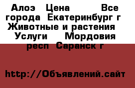 Алоэ › Цена ­ 150 - Все города, Екатеринбург г. Животные и растения » Услуги   . Мордовия респ.,Саранск г.